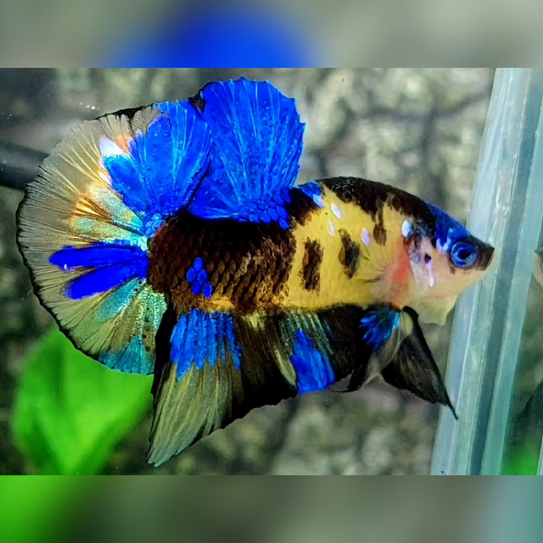 Yellow Blue Tiger Over HMPK Male #na