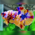 Yellowbase Multicolor Pink Galaxy Over HMPK Male #na