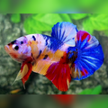 Yellowbase Multicolor Galaxy Over HMPK Male #na