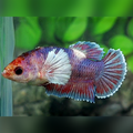 Dumbo Ears Purple Fancy HMPK Female For Sorority / Breed #na