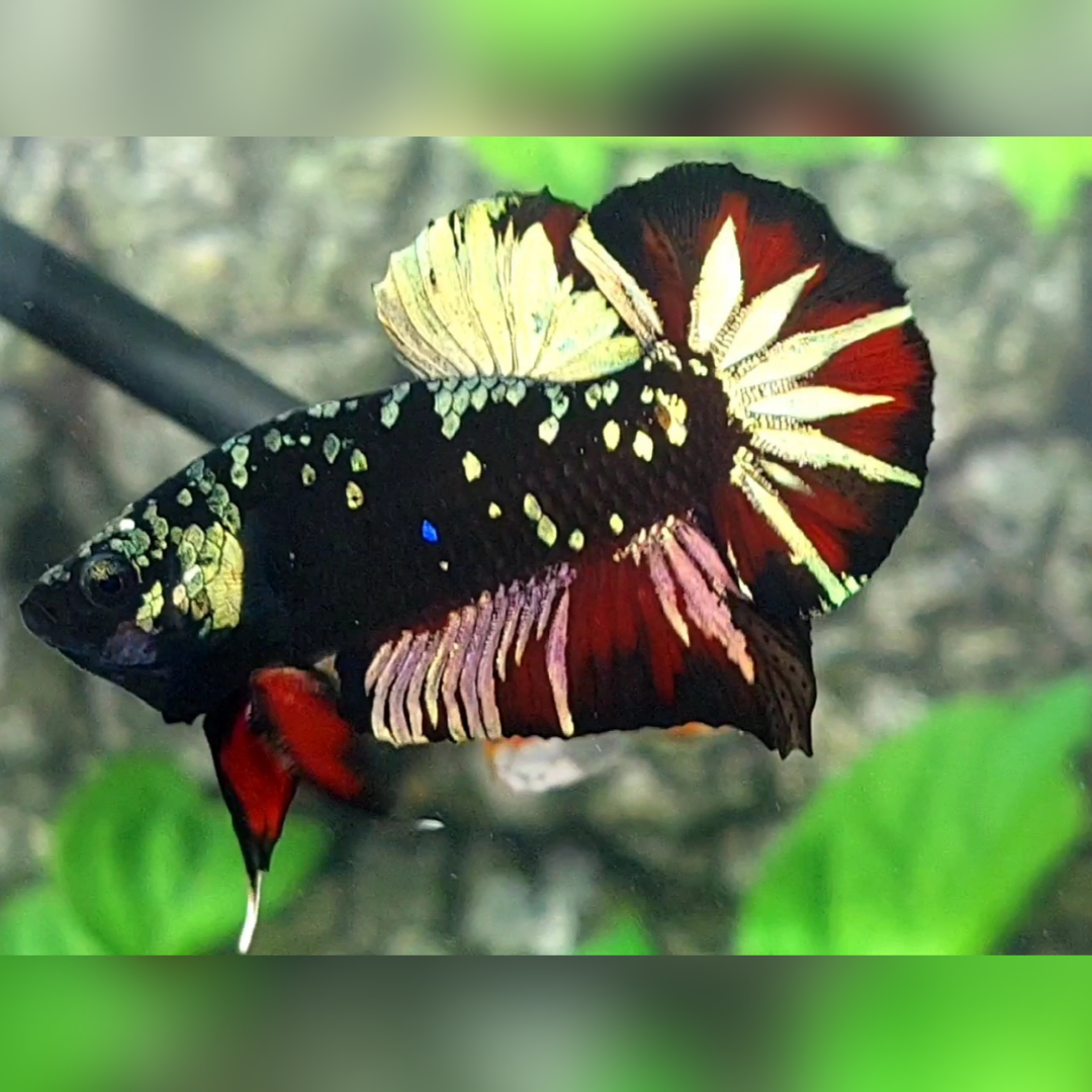 Avatar Copper Gold Red Vampire Over HMPK Male #na