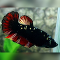Avatar Copper Gold Red Vampire HMPK Female For Sorority / Breed #na