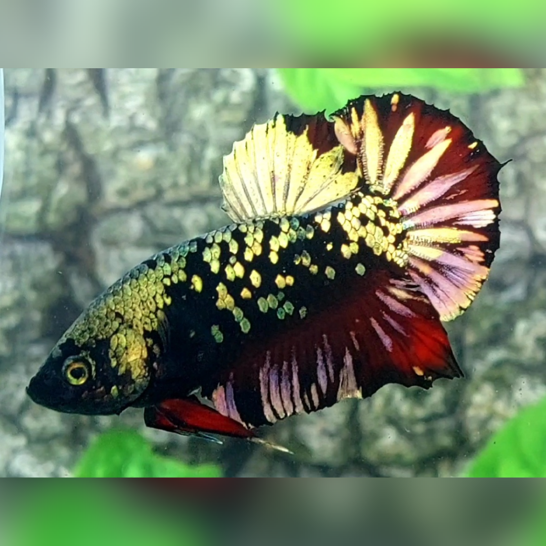 Avatar Copper Green Gold Red Vampire HMPK Male #na
