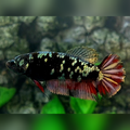 Avatar Copper Gold Red Vampire HMPK Betta Fish Female For Sorority / Breed