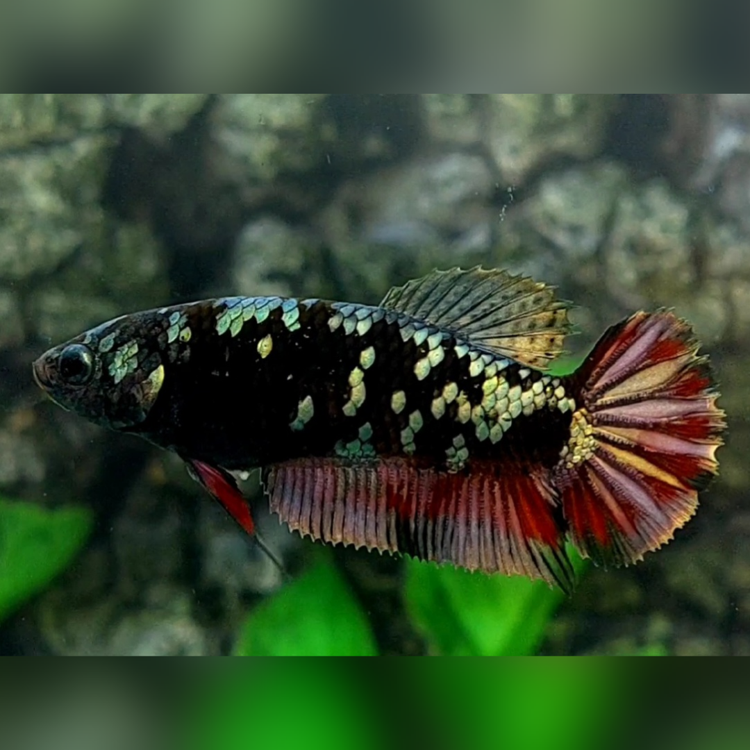 Avatar Copper Gold Red Vampire HMPK Betta Fish Female For Sorority / Breed
