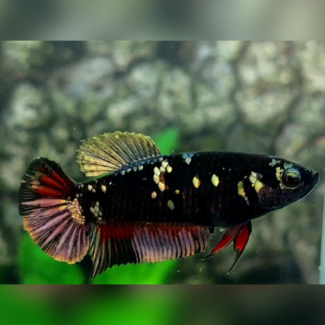 Avatar Copper Red Vampire HMPK Betta Fish Female For Sorority / Breed