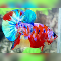 Multicolor Candy Galaxy Over HMPK Betta Fish Male