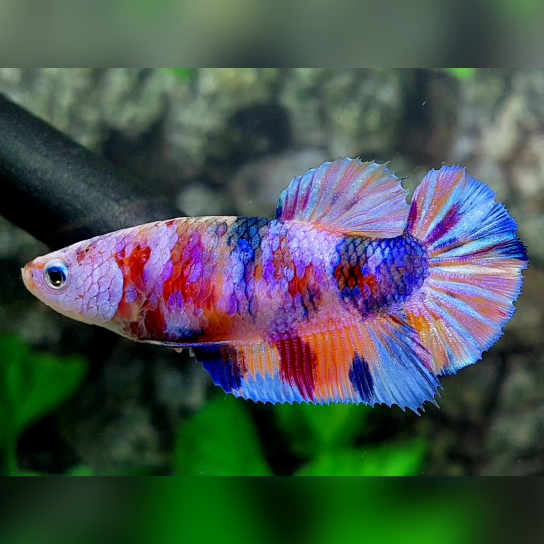 Multicolor Candy Purple Pink Galaxy HMPK Betta Fish Female For Sorority / Breed