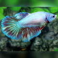 Purple Pink Fancy Halfmoon Betta Fish Female For Sorority / Breed