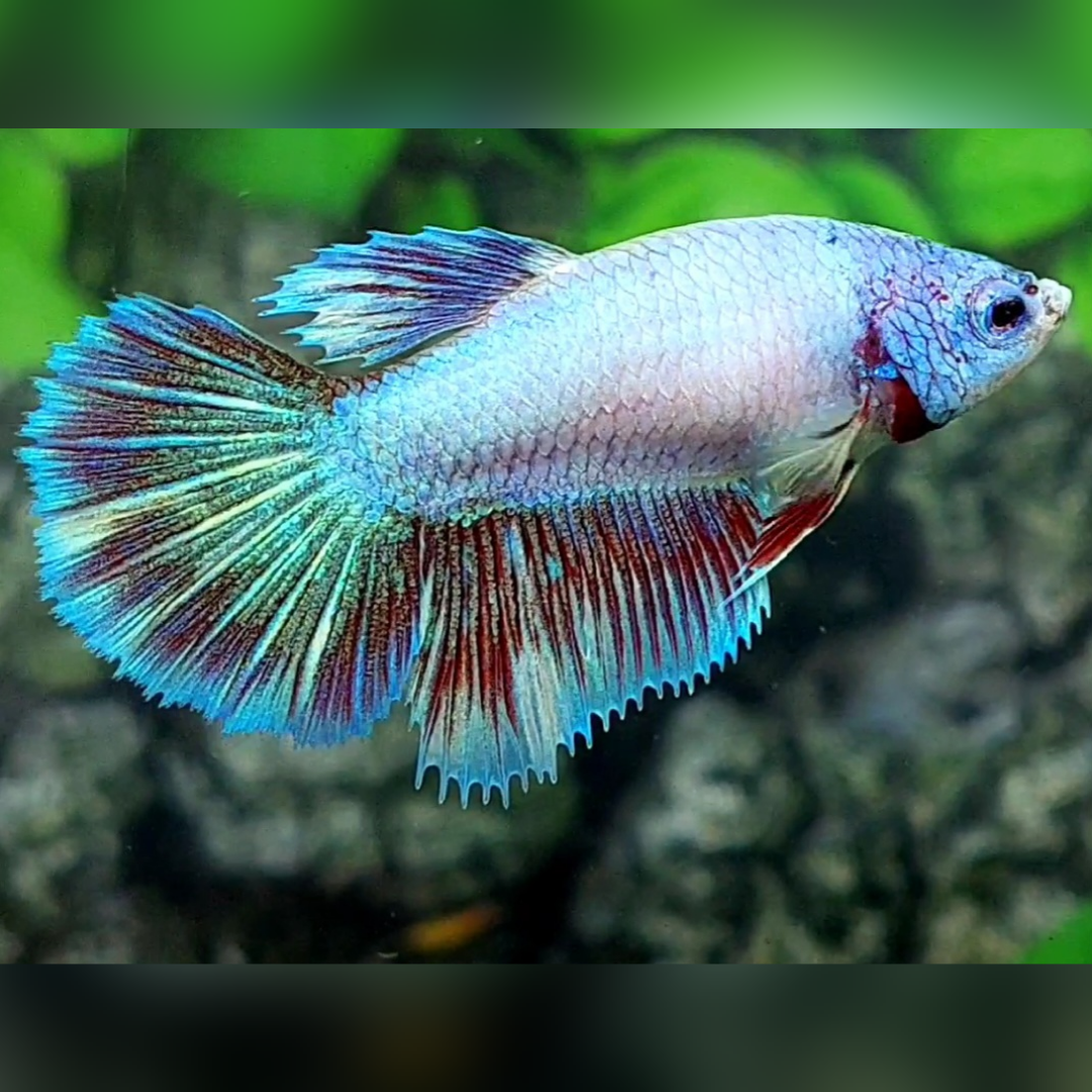 Purple Pink Fancy Halfmoon Betta Fish Female For Sorority / Breed