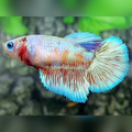 Fancy Candy Platinum Skyblue Halfmoon Betta Fish Female For Sorority / Breed #cs