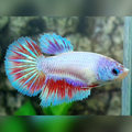 Purple Pink Fancy Halfmoon Betta Fish Female For Sorority / Breed