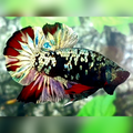 Avatar Copper Gold Red Vampire HMPK Male #na