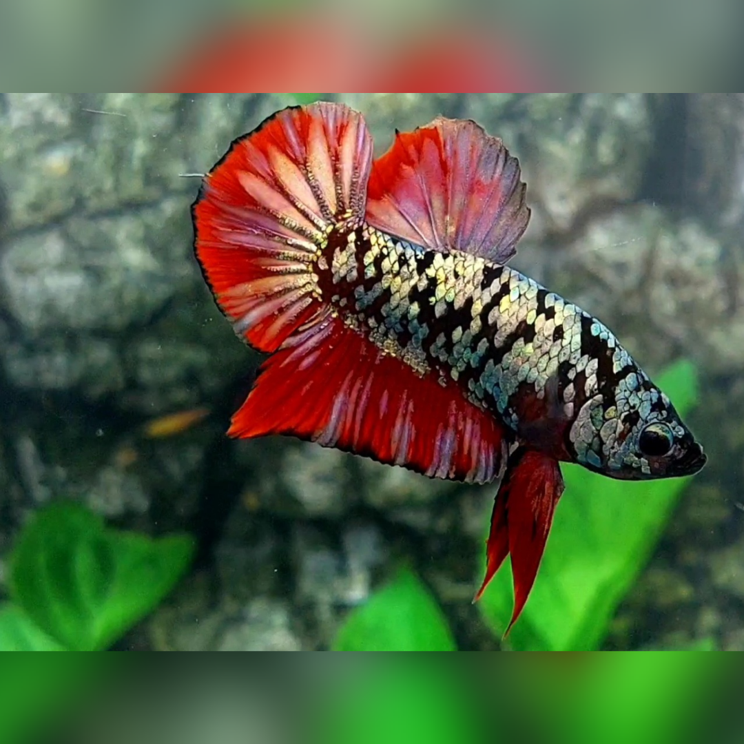 Avatar Copper Gold Red Vampire HMPK Male #na
