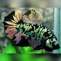Avatar Copper Purple Gold HMPK Male #na