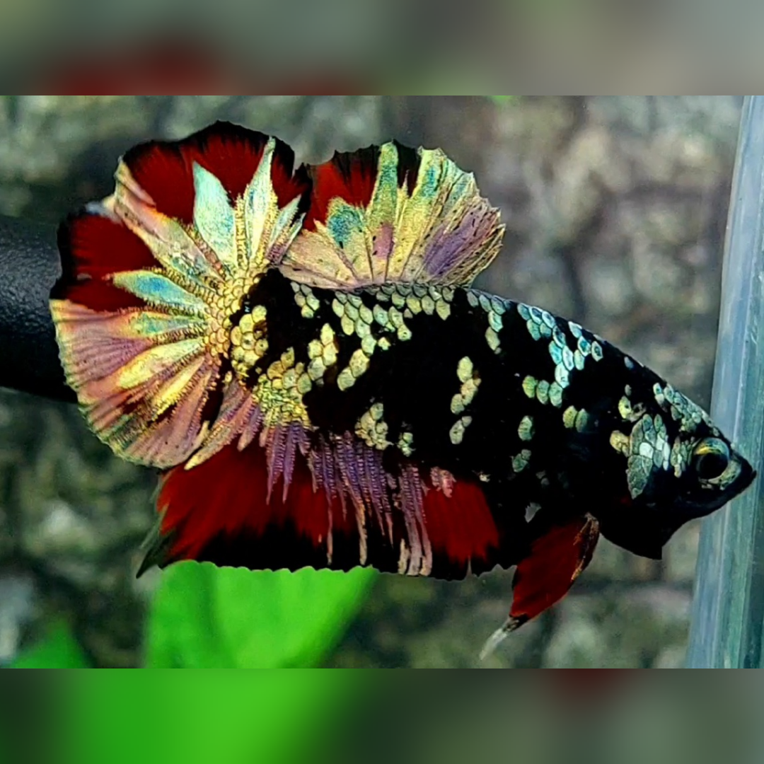 Avatar Copper Gold Red Vampire Over HMPK Male #na
