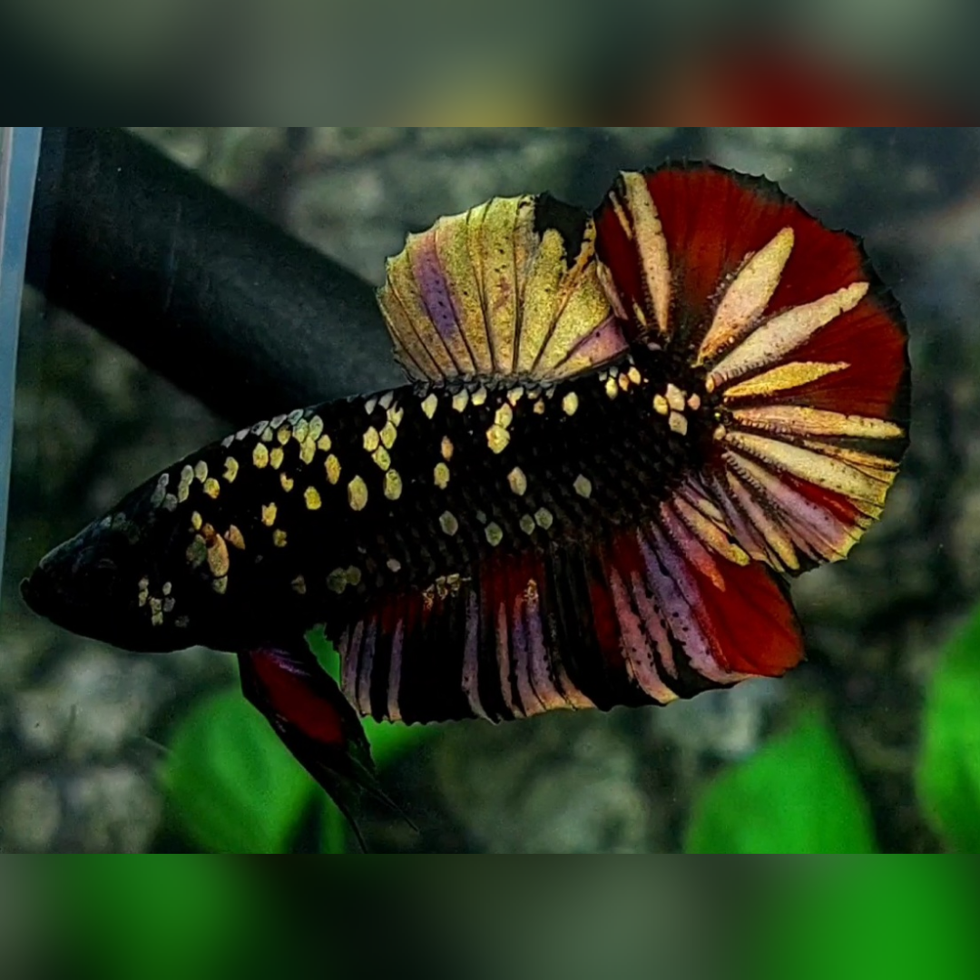Avatar Copper Gold Red Vampire HMPK Male #na