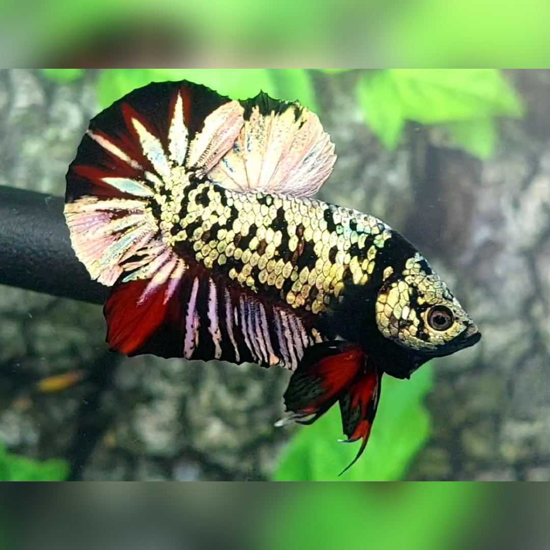 Avatar Copper Gold Red HMPK Male #na