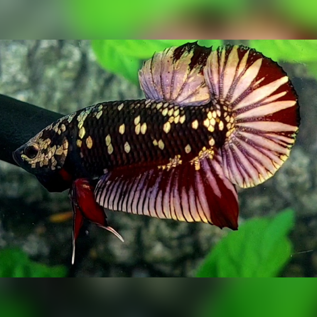 Avatar Copper Gold Red Vampire HMPK Male #na