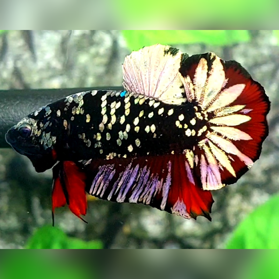 Avatar Copper Gold Red Vampire Startail HMPK Male #na