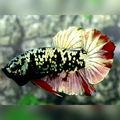 Avatar Red Copper Gold HMPK Male #na