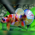 Multicolor Yellowbase Candy Galaxy HMPK Betta Fish Male
