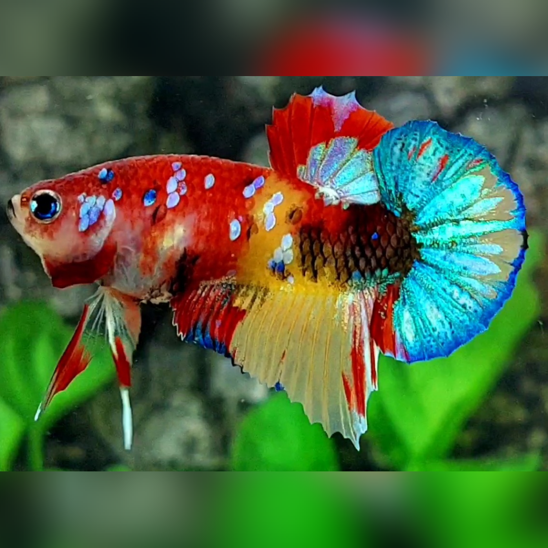 Multicolor Yellowbase Koi Galaxy Over HMPK Betta Fish Male