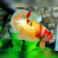 Multicolor Yellowbase Candy Gold Over HMPK Betta Fish Male