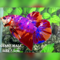Multicolor Purple Candy JUMBO GIANT HMPK Male