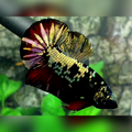 Avatar Copper Red Gold HMPK Betta Fish Male