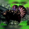 Avatar Black Panther Copper Purple Startail HMPK Betta Fish Male