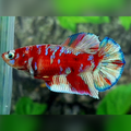 Red Barongsai HMPK Betta Fish Female For Sorority / Breed