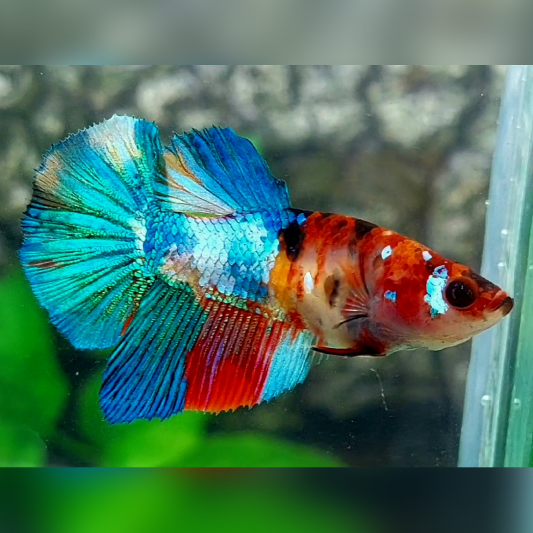 Multicolor Koi Galaxy Halfmoon Betta Fish Female For Sorority / Breed