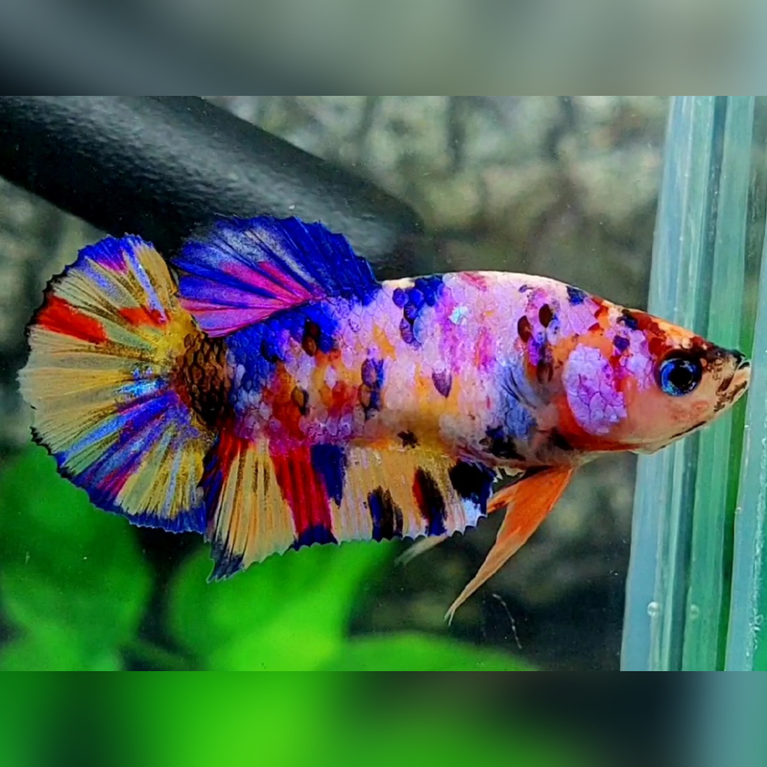 Multicolor Yellowbase Pink Candy HMPK Betta Fish Female For Sorority / Breed