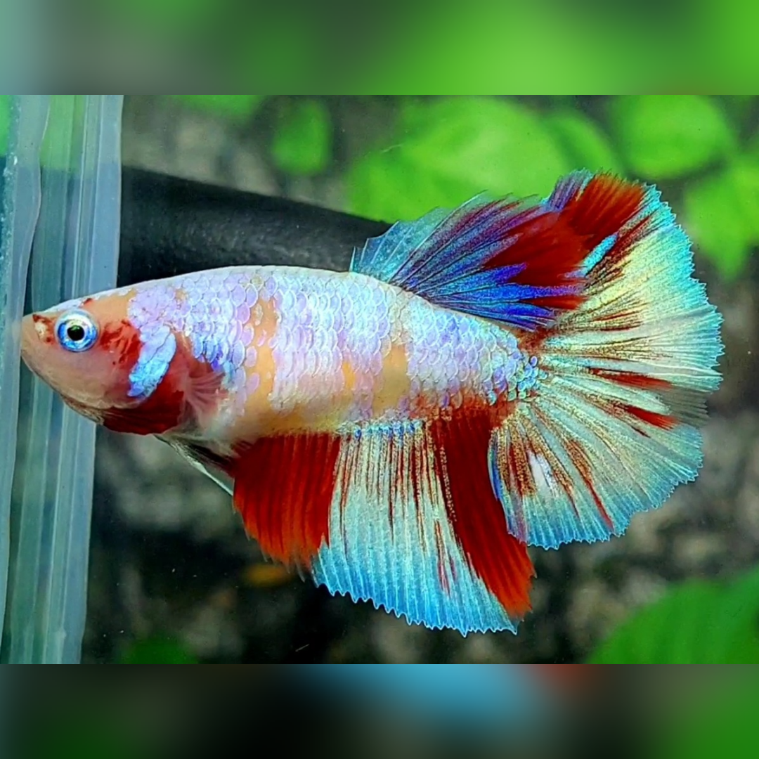 Multicolor Candy Halfmoon Betta Fish Female For Sorority / Breed #cs