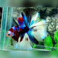 Multicolor Galaxy Halfmoon Betta Fish Male