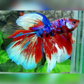 Multicolor Red Candy Galaxy Halfmoon Betta Fish Male