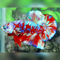 Red Barongsai Galaxy Over HMPK Betta Fish Male