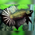 Black Green Copper Huge Startail Over HMPK Betta Fish Male