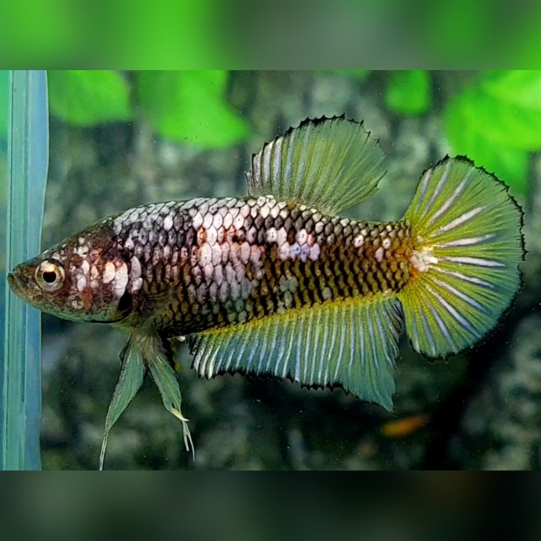 Paramamba Fish Yellow Copper Mamba Samurai HMPK Betta Fish Female For Sorority / Bree ...