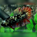 Avatar Copper Red Gold HMPK Betta Fish Male