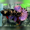 Avatar Copper Purple Gold HMPK Betta Fish Male