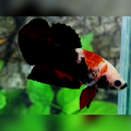 Black Koi Tancho HMPK Betta Fish Male