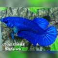 Solid Super Royal Blue JUMBO GIANT HMPK Betta Fish Female