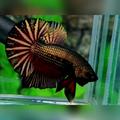 Black Copper Gold Huge Startail Over HMPK Betta Fish Male