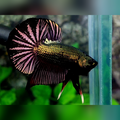 Black Copper Purple Green Gold Huge Startail Over HMPK Betta Fish Male