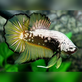 Yellow Samurai Pineapple Over HMPK Betta Fish Male
