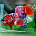 Multicolor Red Pink Galaxy HMPK Betta Fish Male
