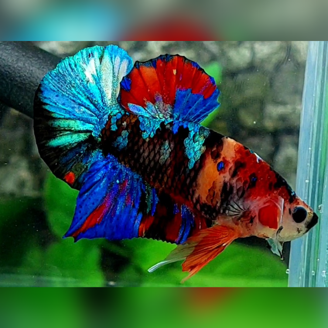 Multicolor Black Metalic Galaxy HMPK Betta Fish Male