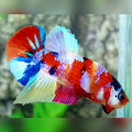 Multicolor Candy Galaxy HMPK Betta Fish Male
